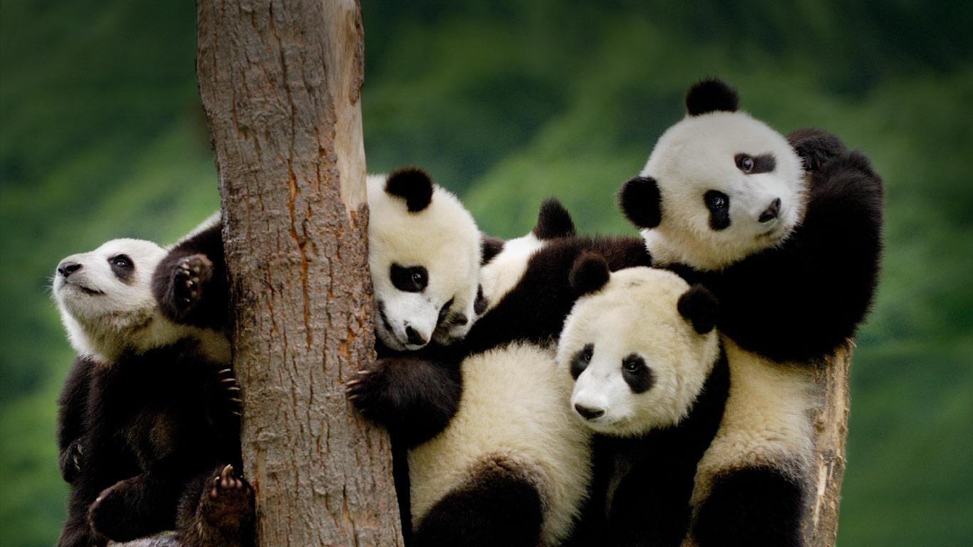 Giant Panda wallpapers