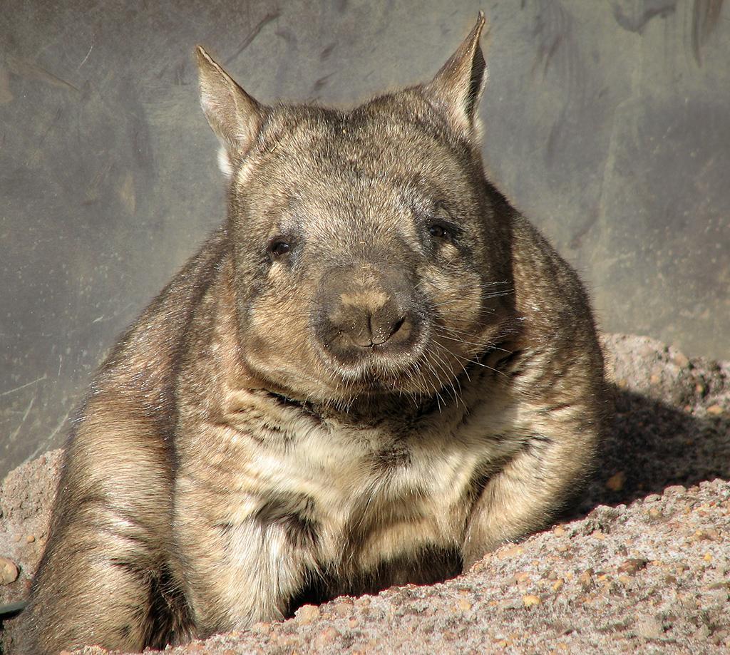 Wombats Wallpapers HD FREE for Android