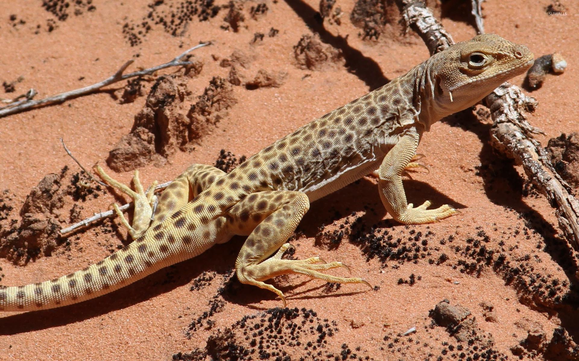 Leopard Lizard wallpapers