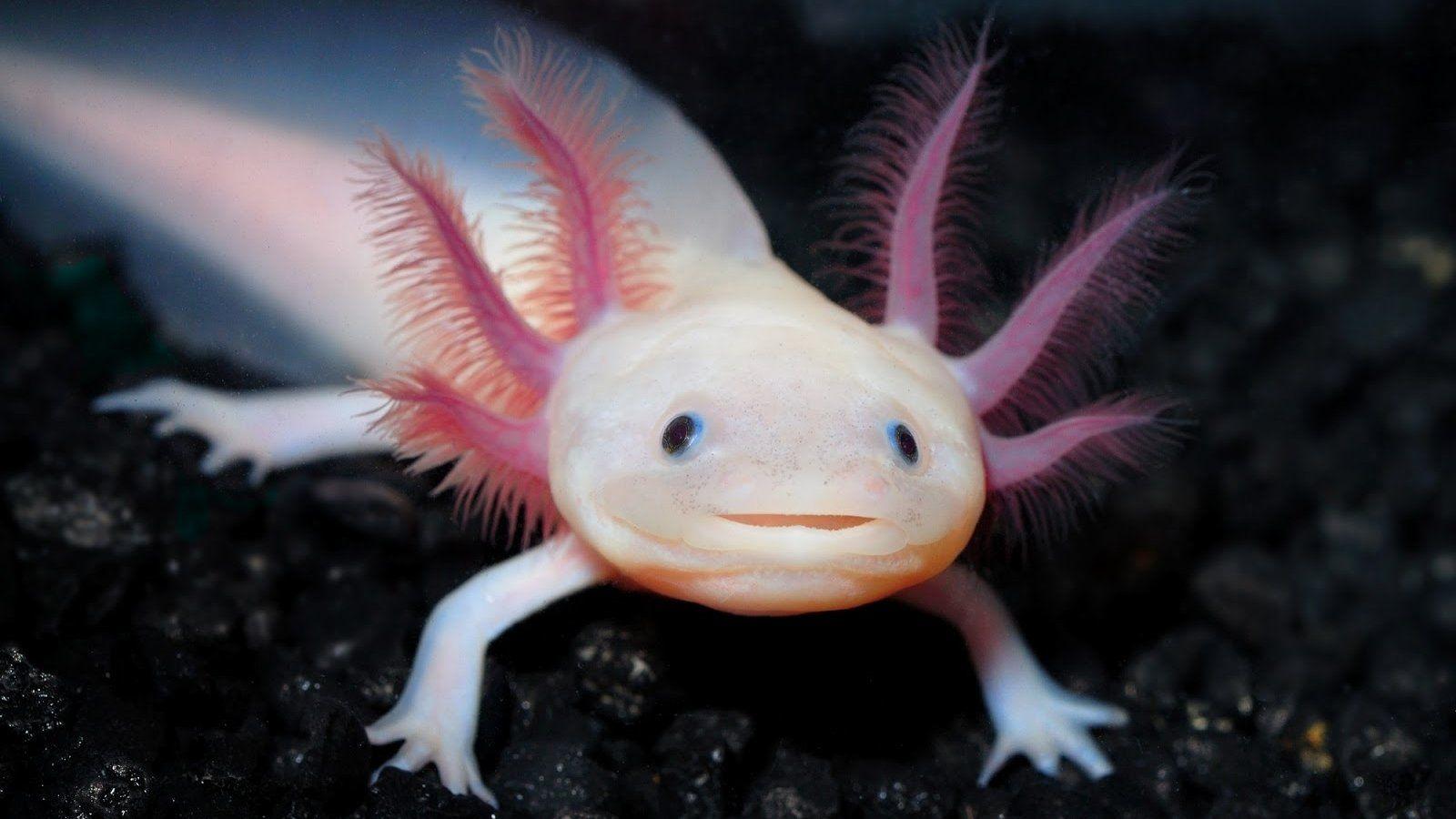 2 Axolotl HD Wallpapers