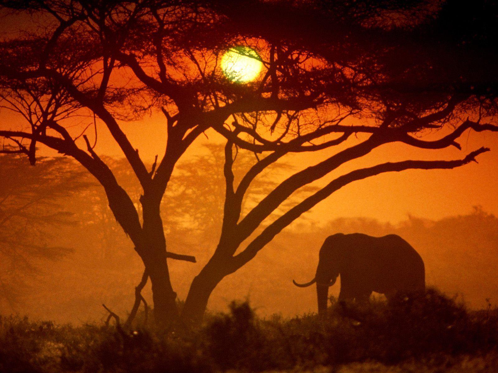 Safari Sunset in Kenya