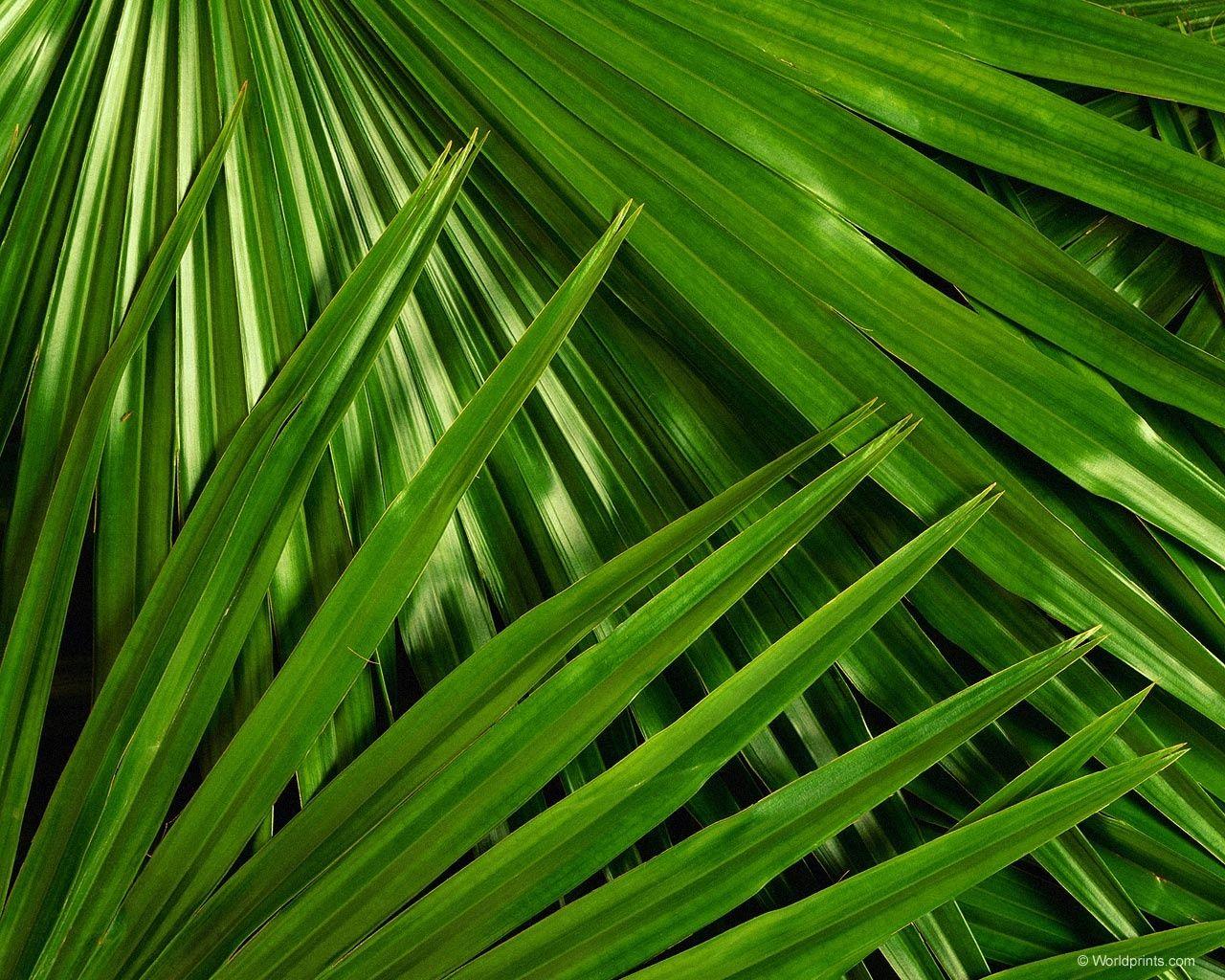 Palm Sunday Wallpapers