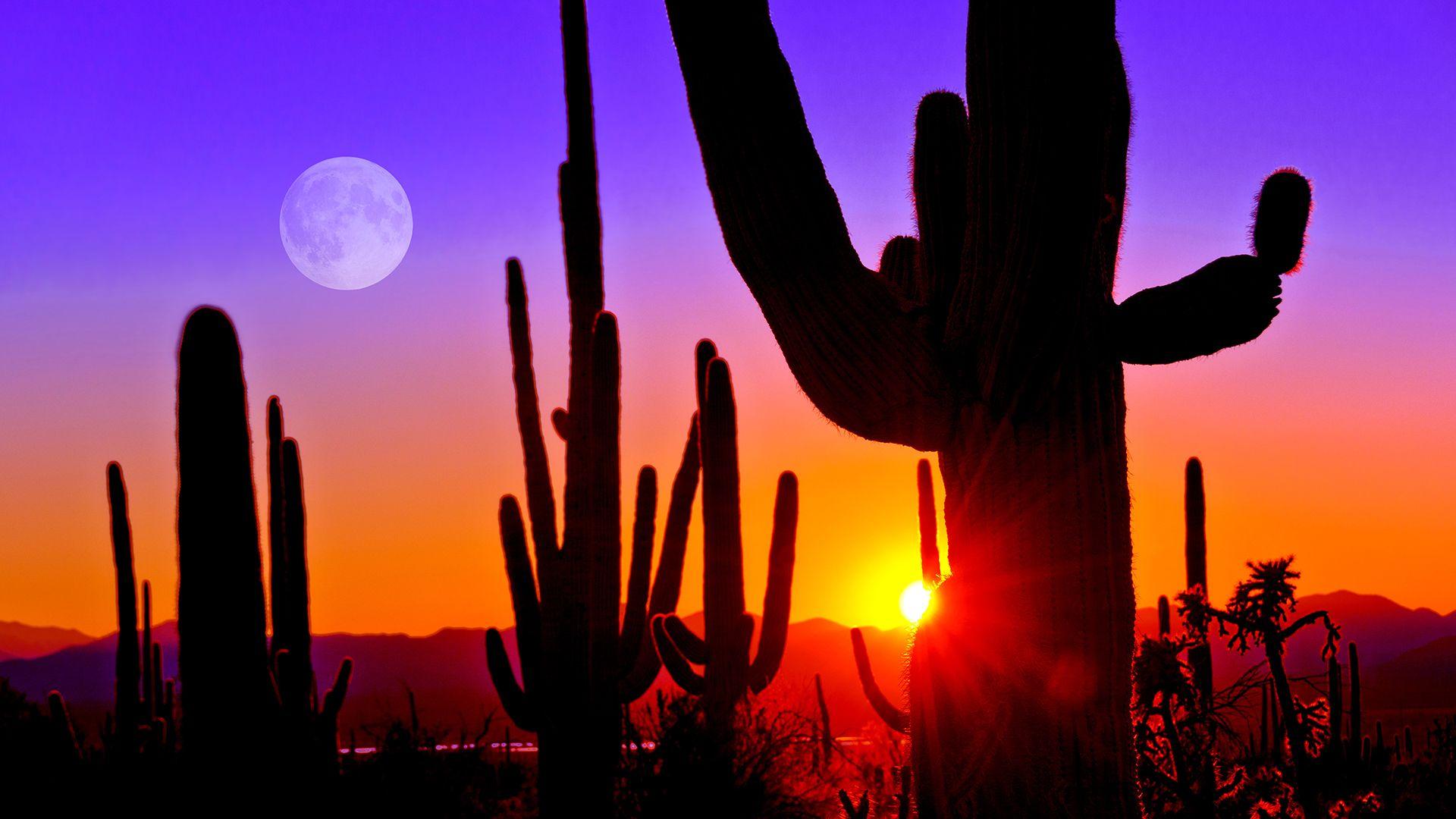 Third Sunset at Saguaro National Park near Tucson Arizona