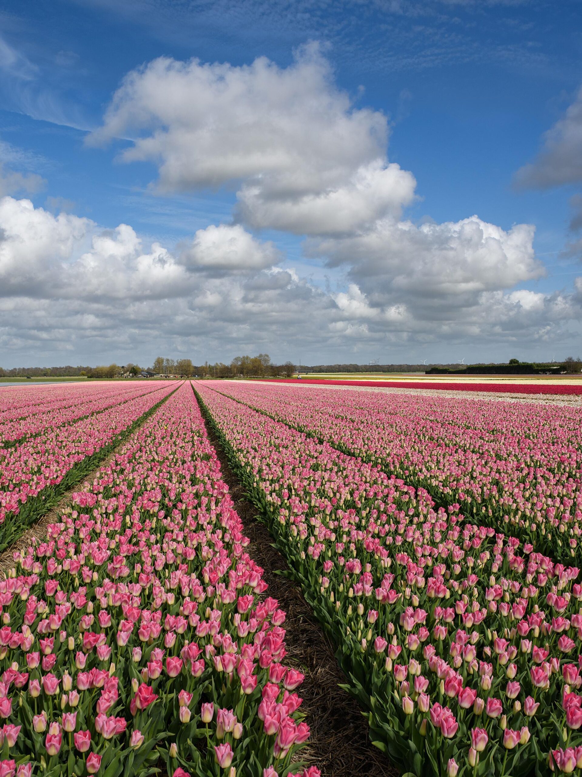 Wallpapers Tulips Sky Fields Flowers Many Clouds