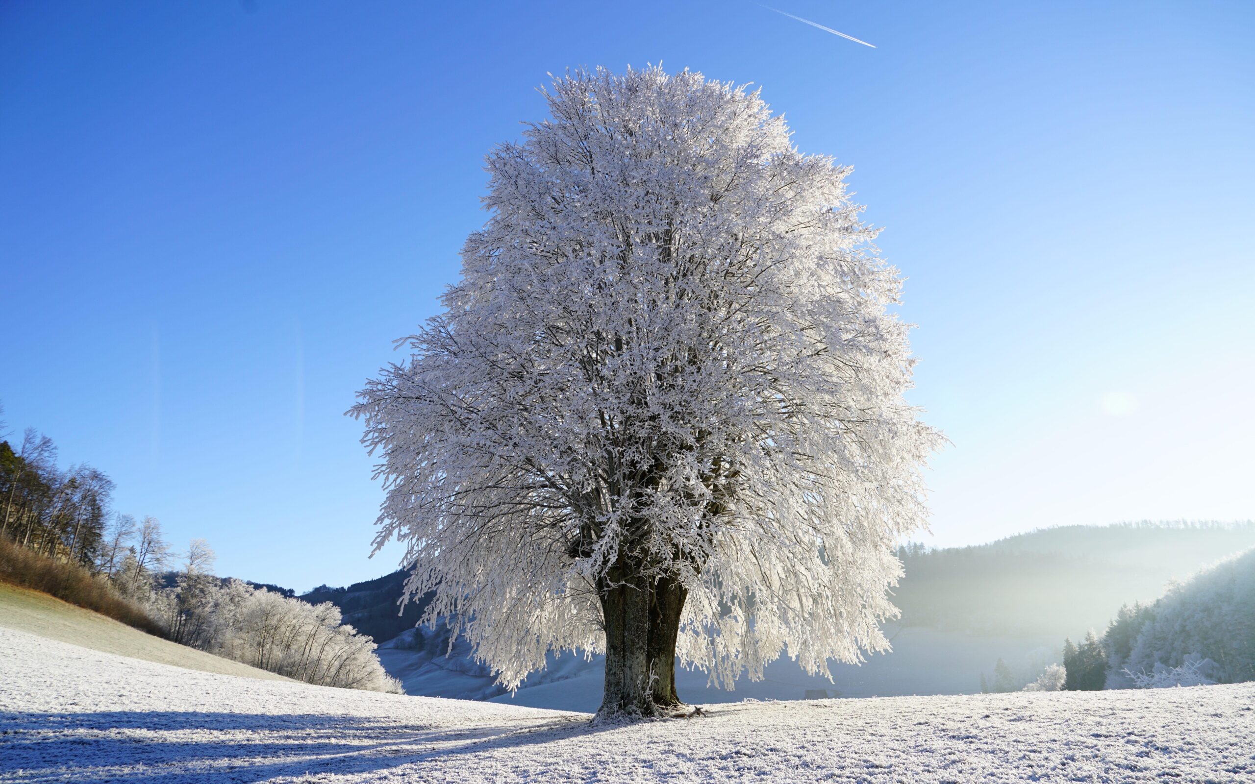 Snowy Tree