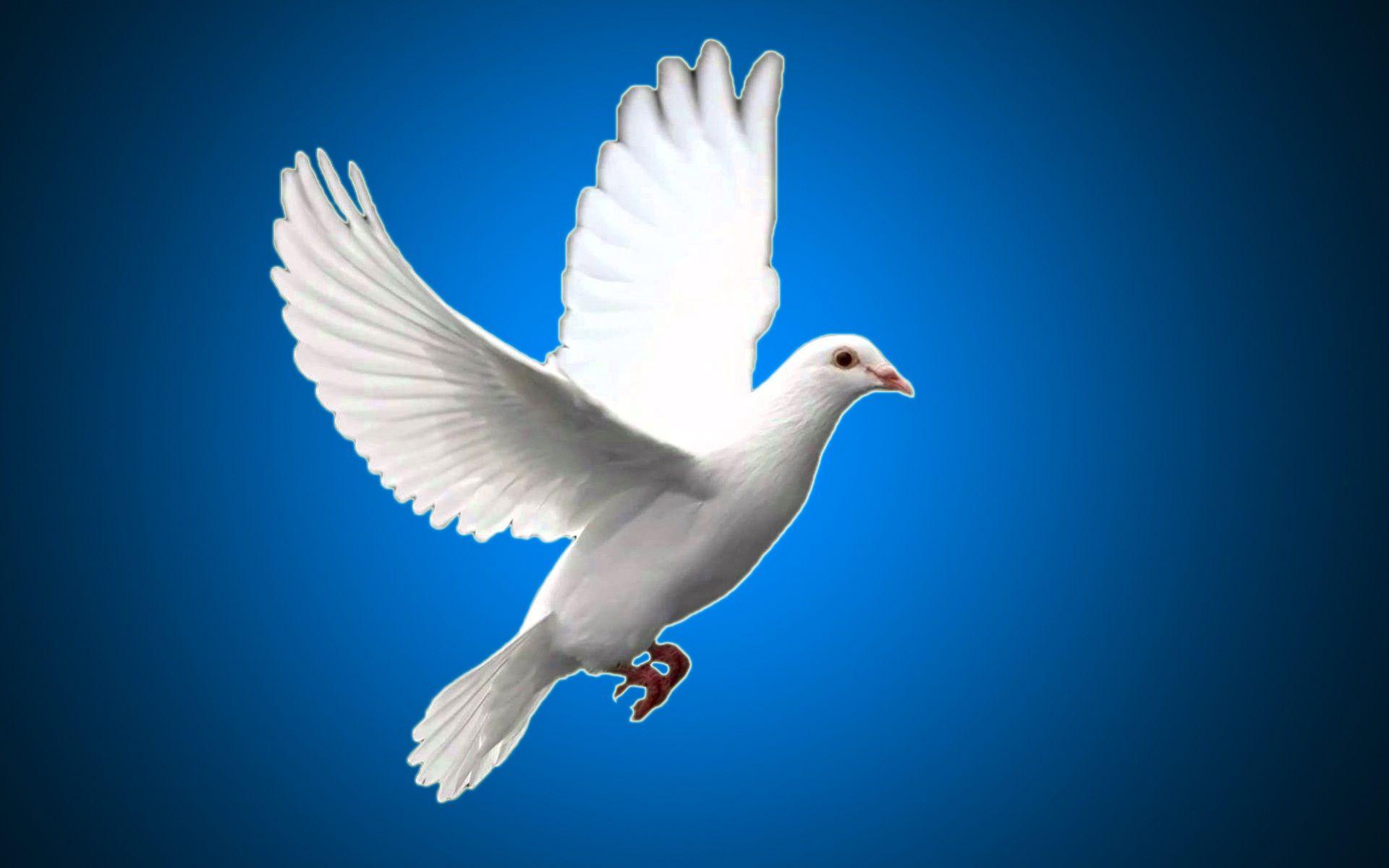 White pigeon bird wallpapers