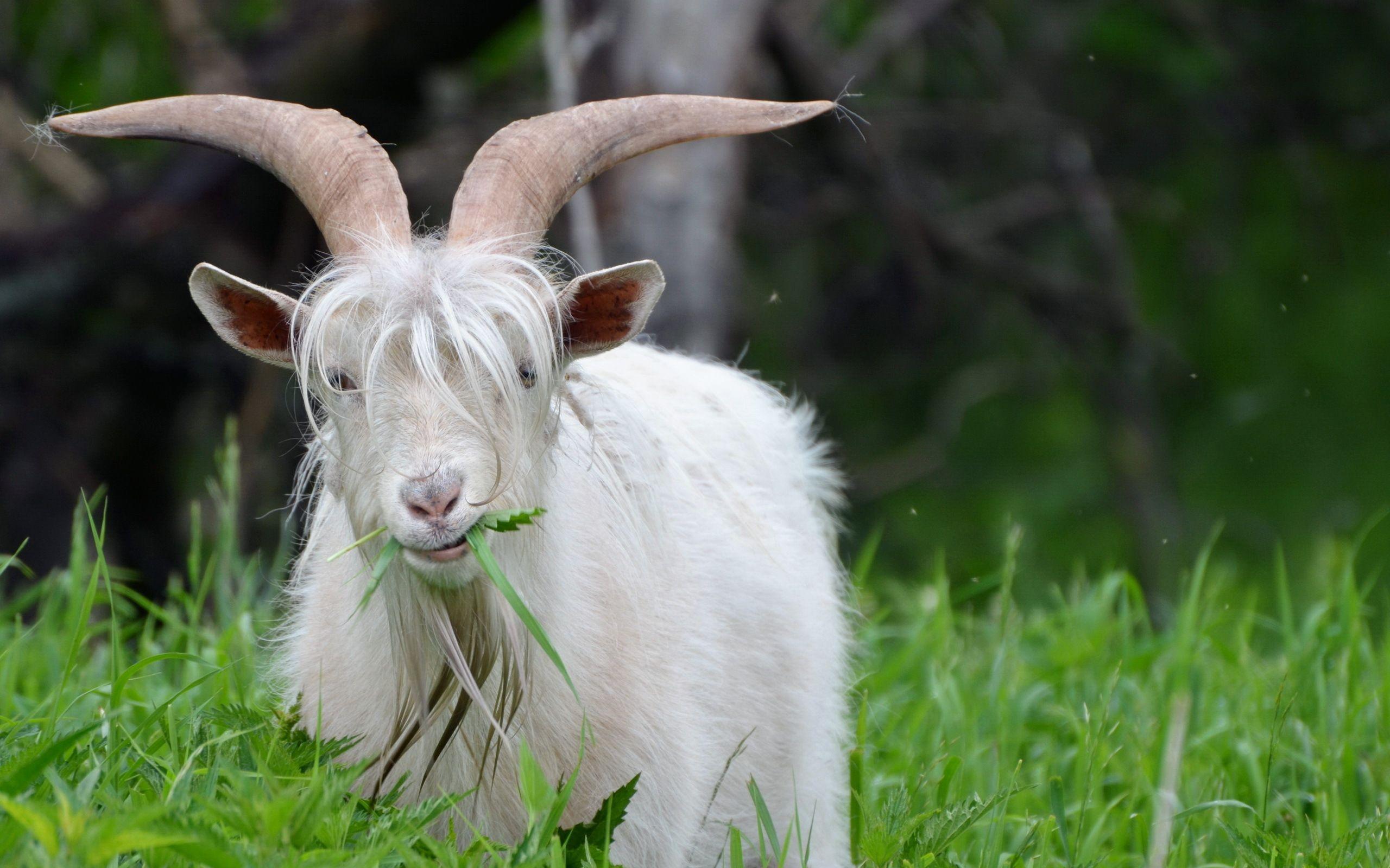 74 Goat HD Wallpapers