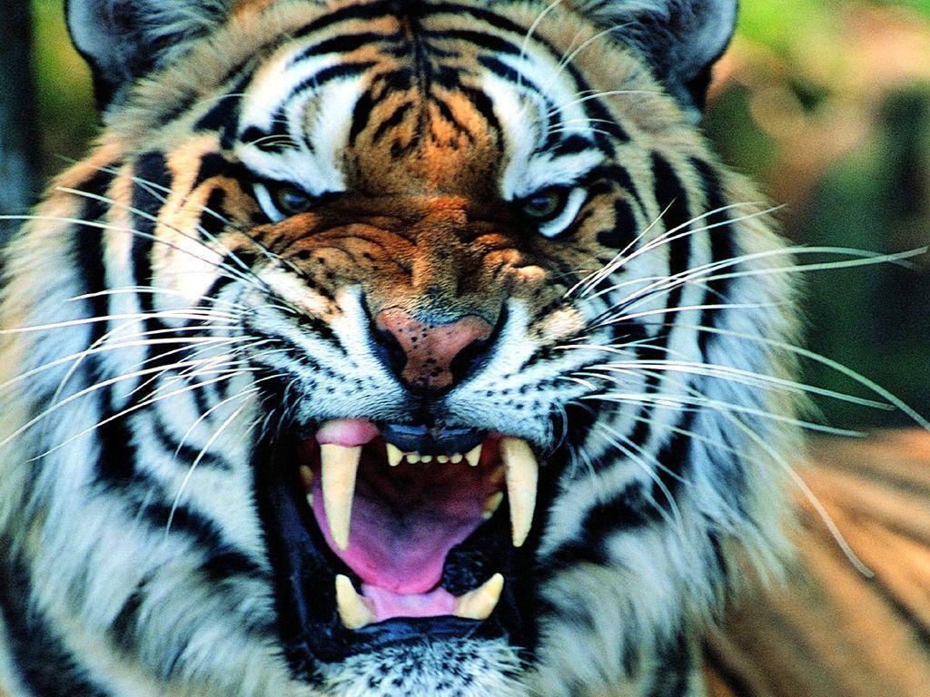 Wallpapers For > Cool Tiger Wallpapers Light