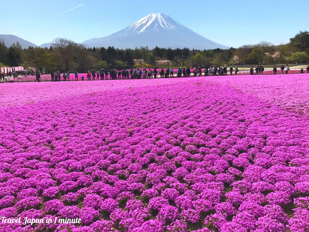 Fuji Shibazakura festival 2017