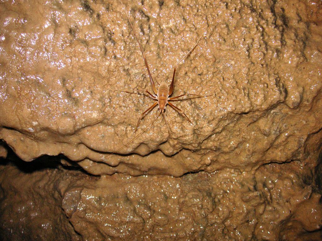 File:Mammoth Cave National Park Cricket