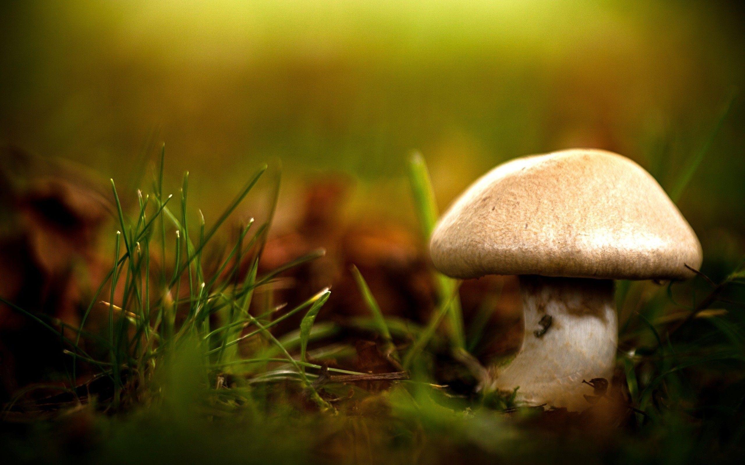 Mushrooms Wallpapers 17