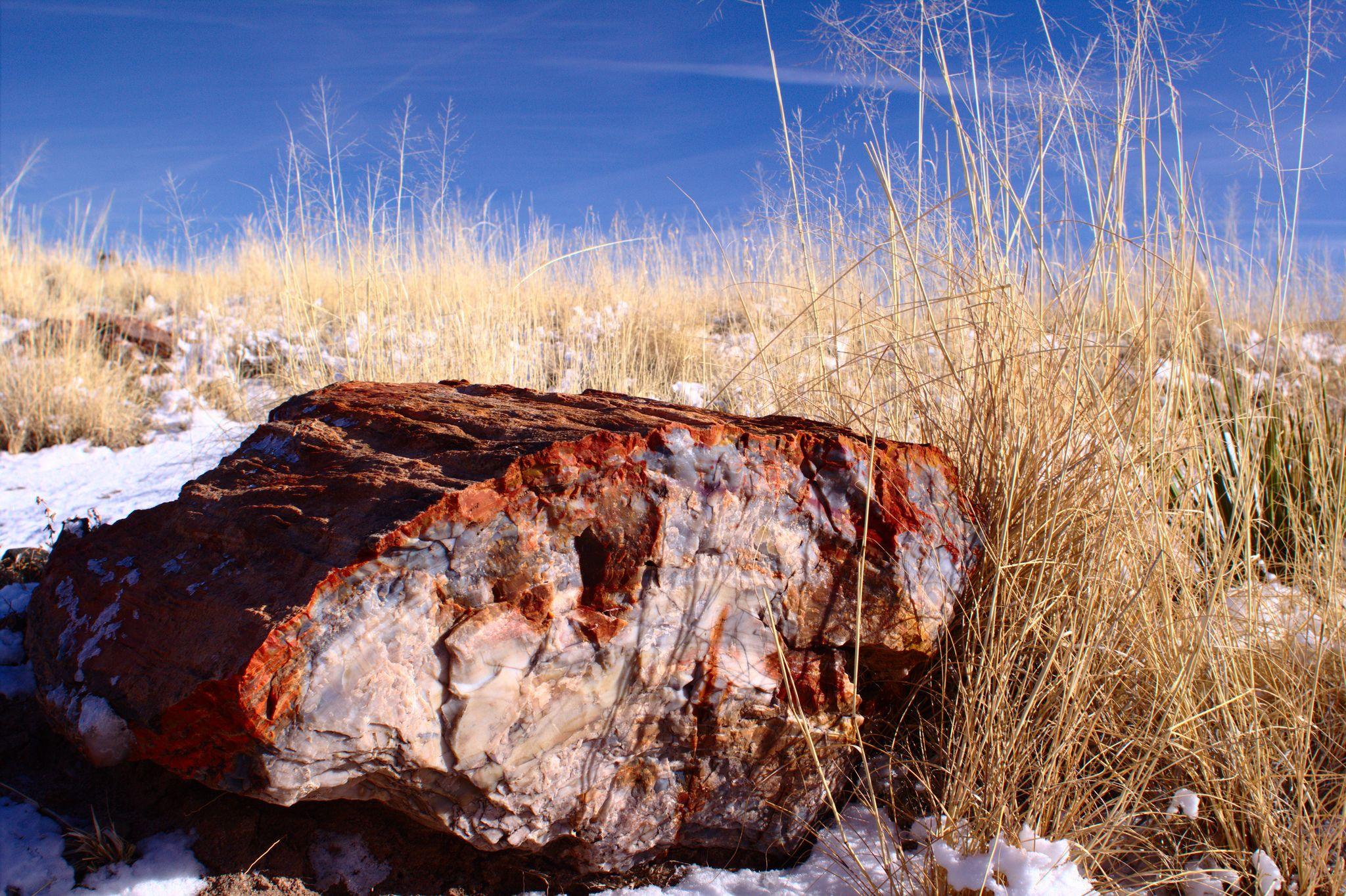 One of the Fossilized wood at the Petrified