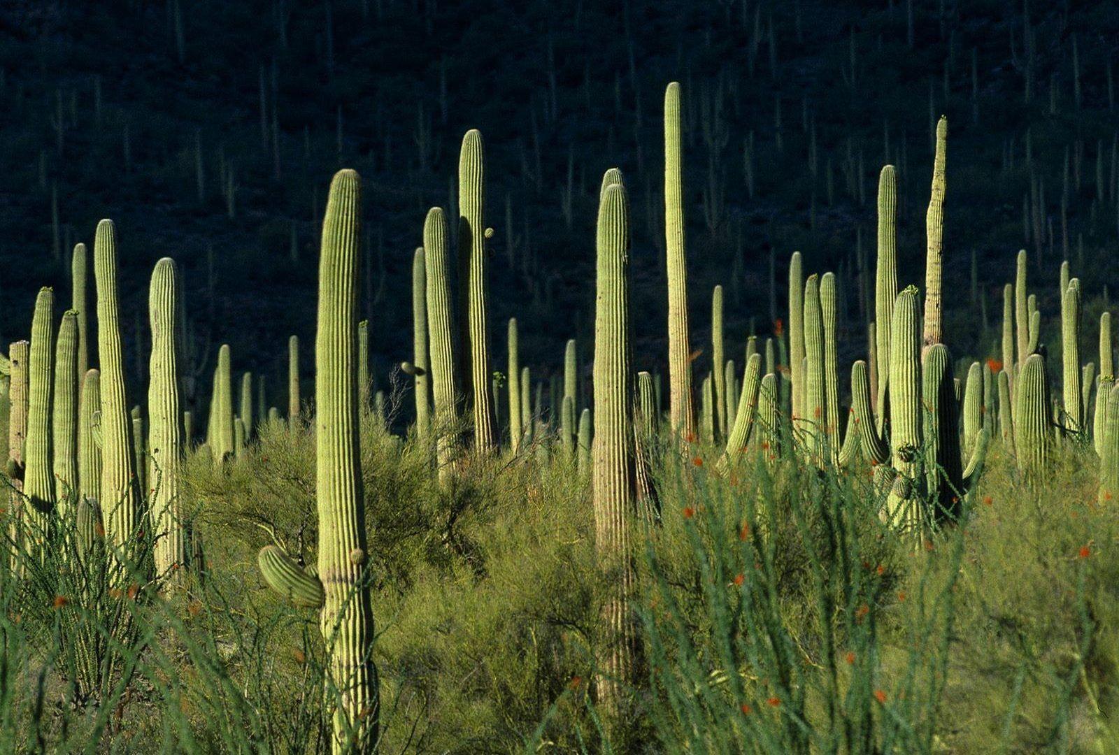 Saguaro Tag wallpapers: Prickly Saguaro Green Cactus Desert Storm