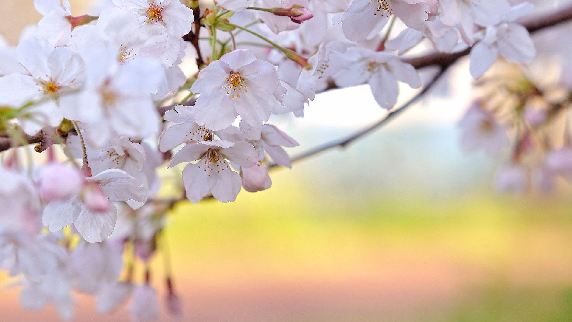 Sakura flower wallpapers image all free download