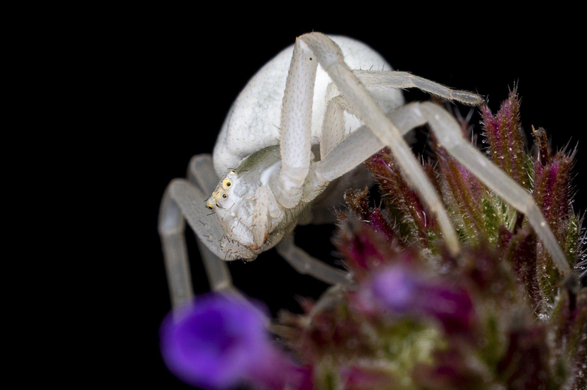 Misumena vatia, Crab Spider HD Wallpapers