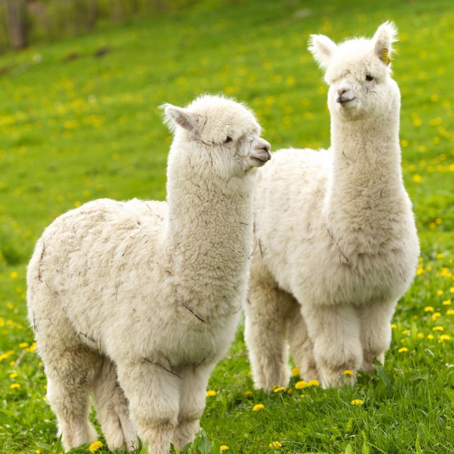 Alpaca vs Llama wallpapers Alpaca Wallpapers for Free Download