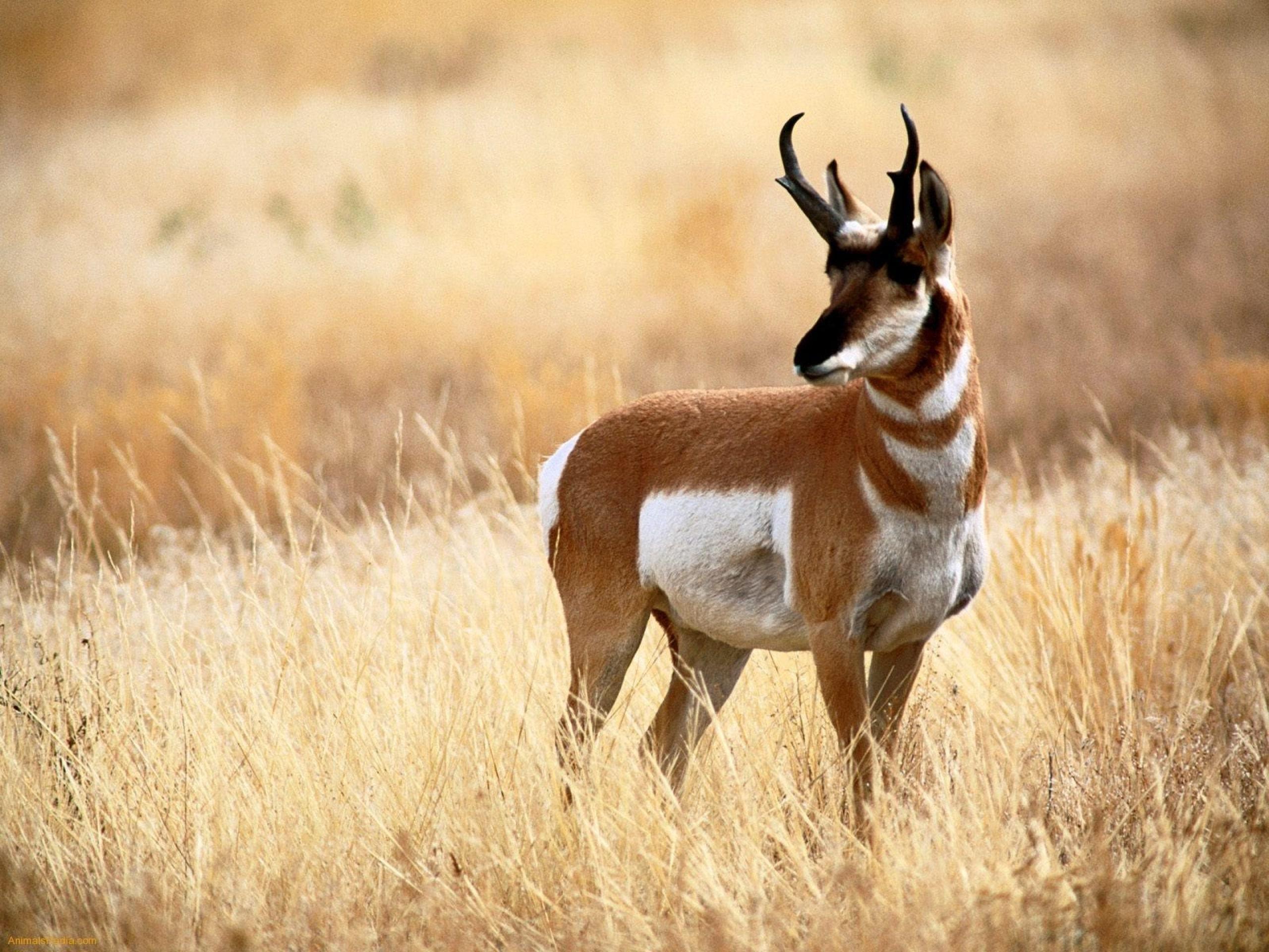 Pronghorn HD Wallpapers