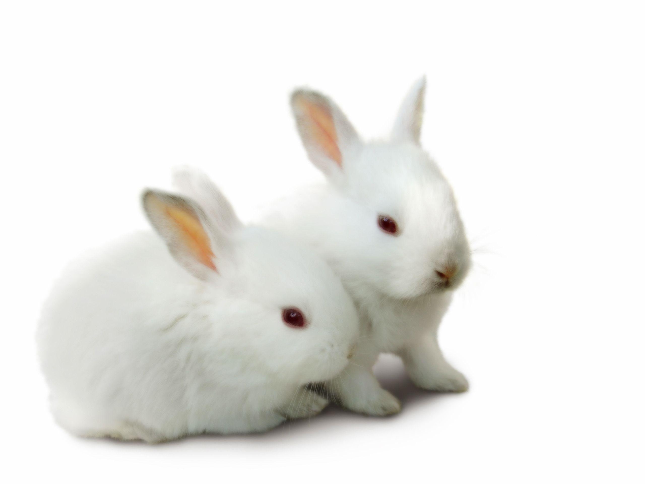 rabbit beautiful hd wallpapers