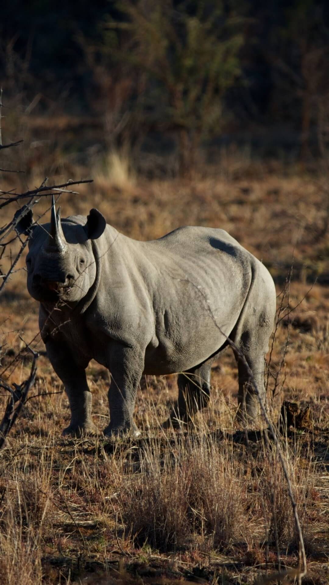 Black Rhino iPhone Wallpapers