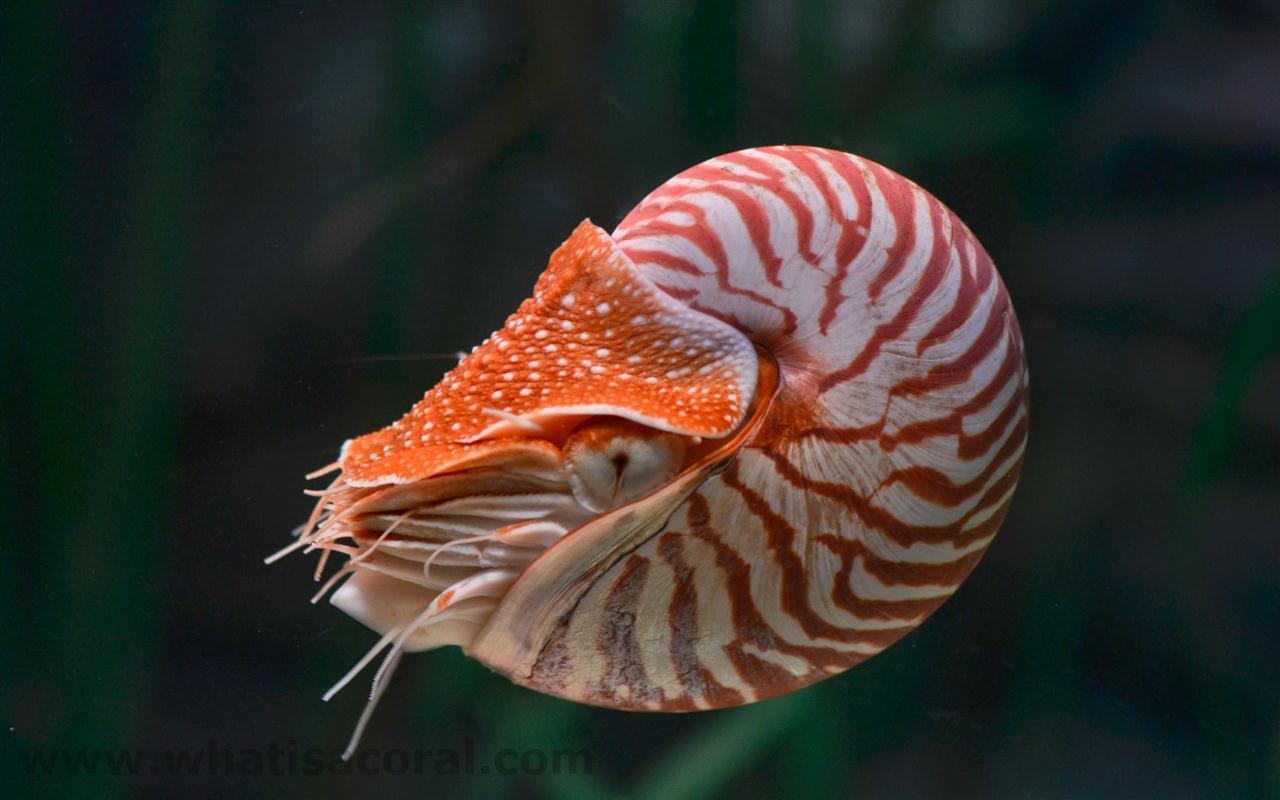 What is a coral ? Wallpapers 431 Nautilus pompilius