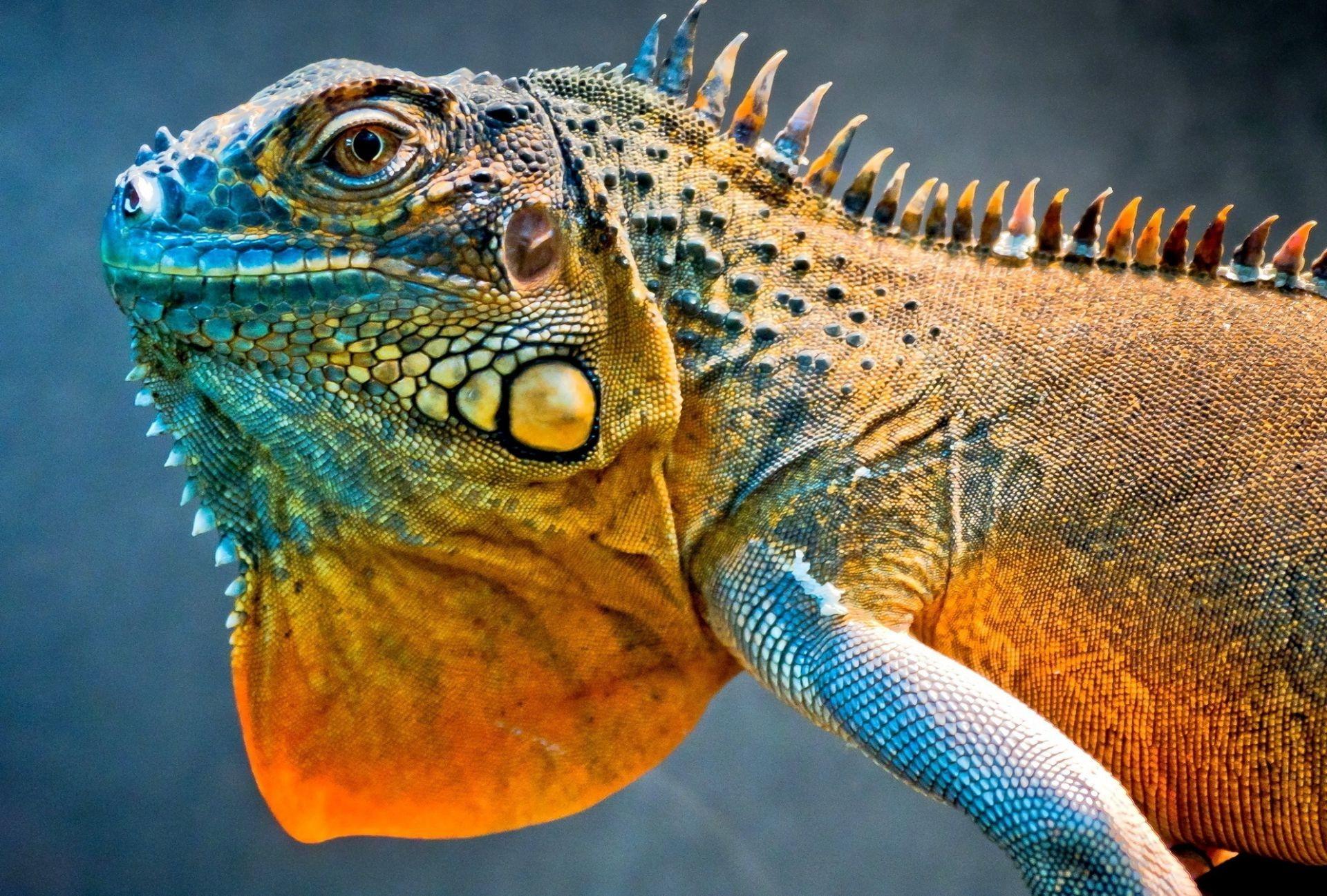 Lizard dragon iguana. Android wallpapers for free