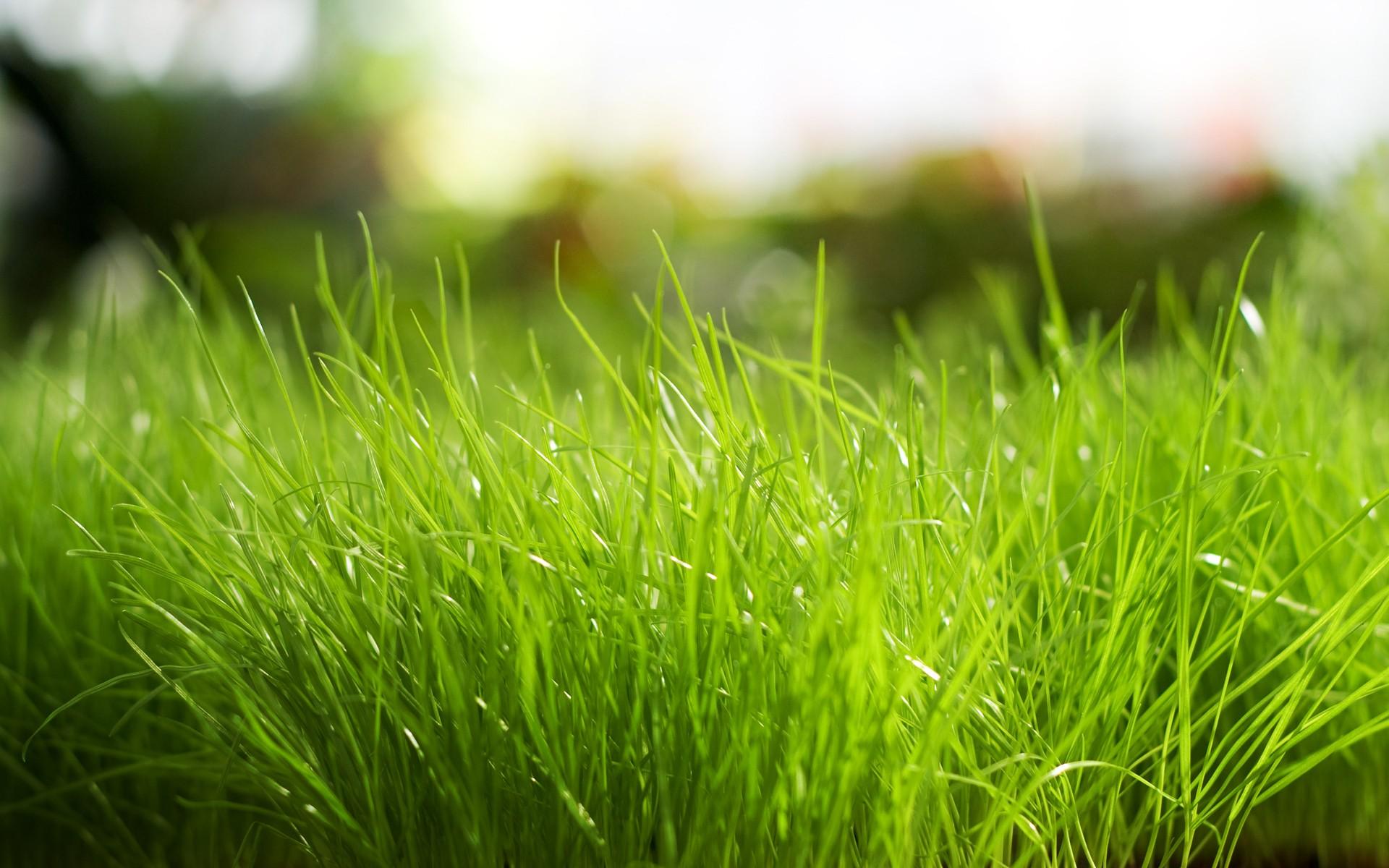 Daily Wallpaper: Fresh Grass