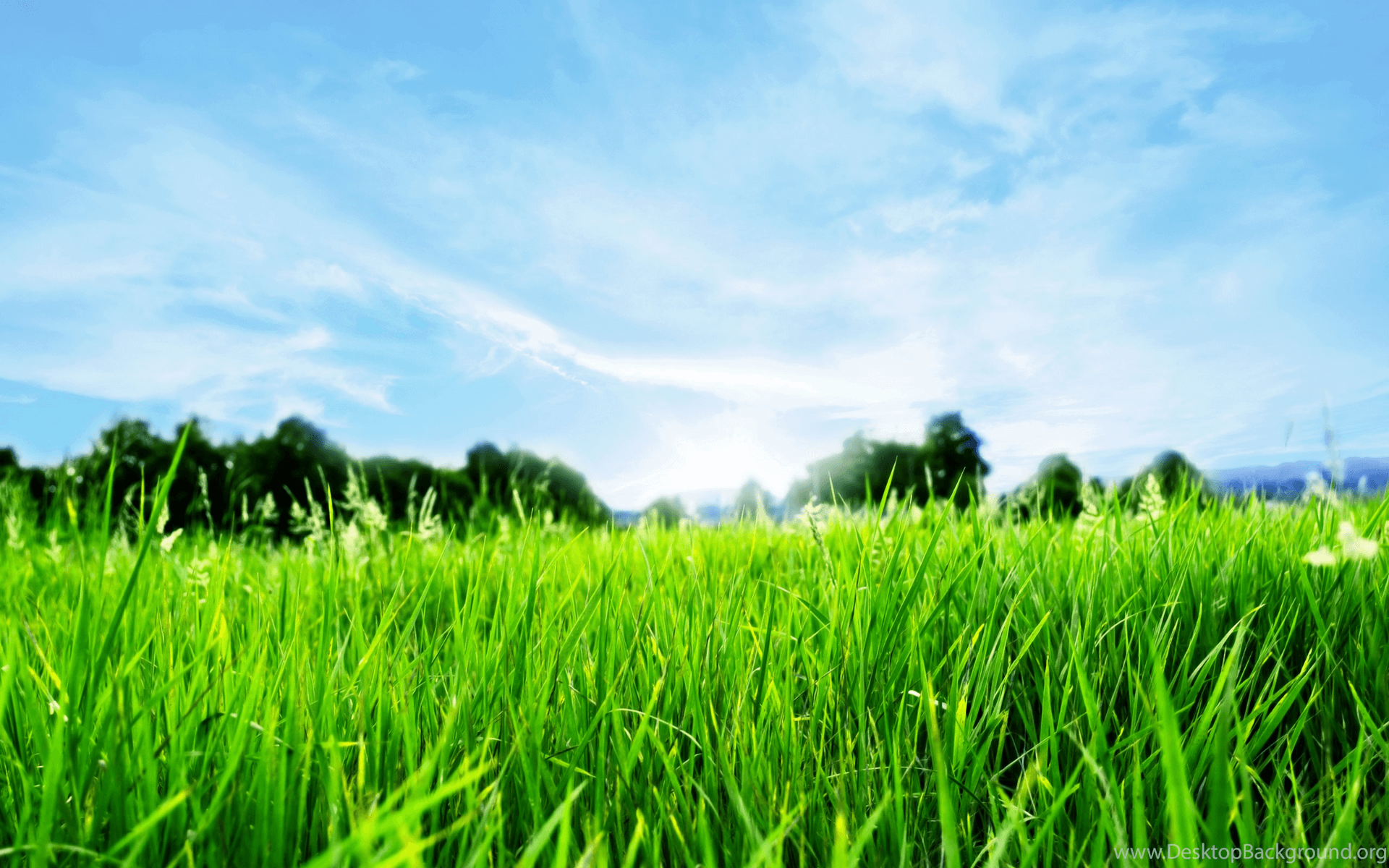 Grass Wallpapers HD Wallpapers Zone Desktop Backgrounds