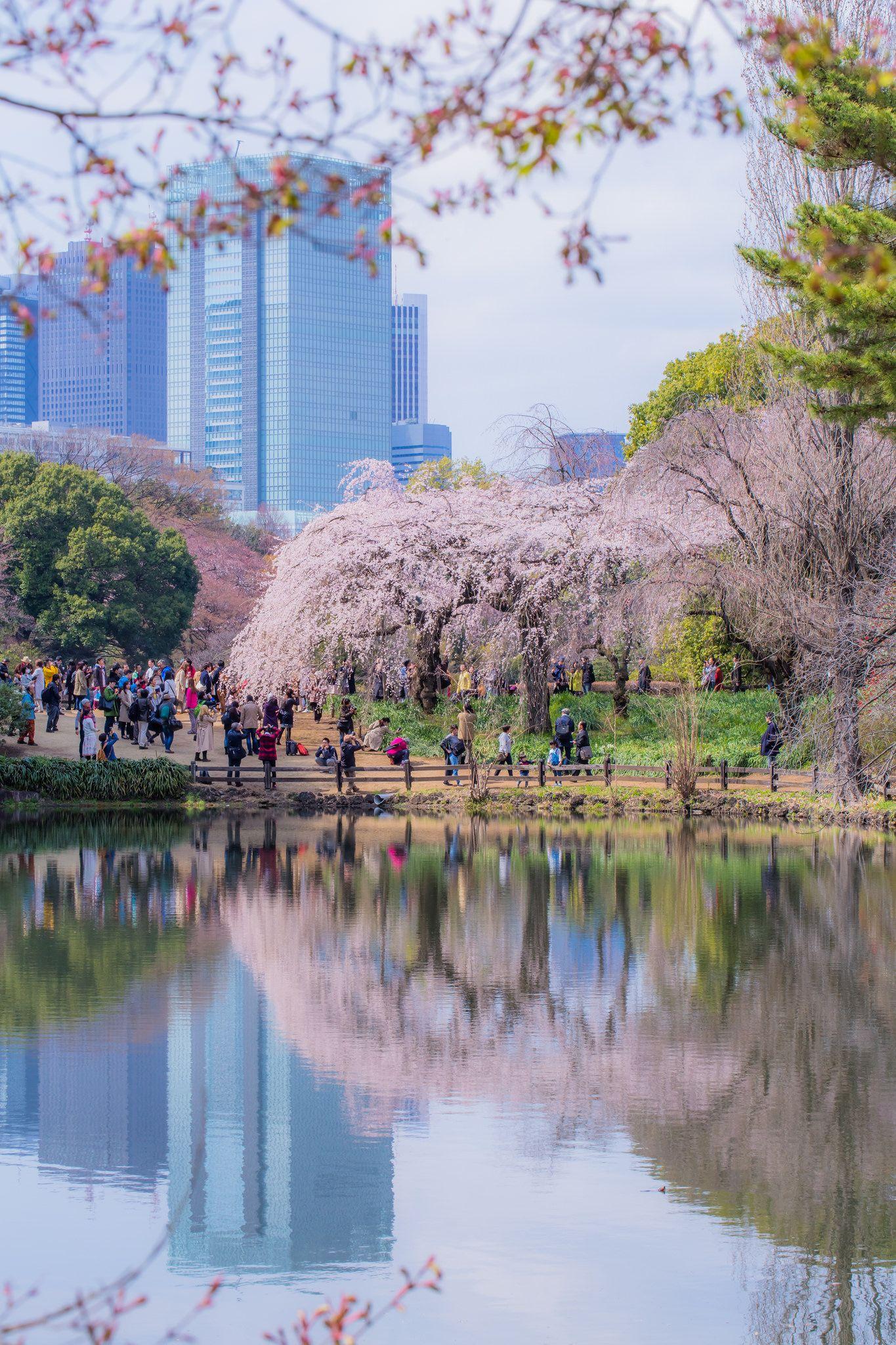 Shinjuku Gyoen National Garden Shinjiku Tokyo [] Photo by