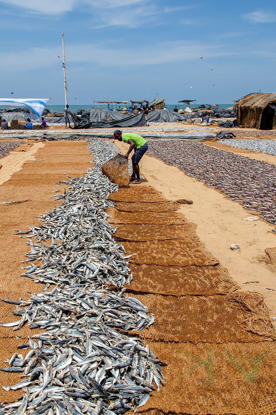 HD wallpaper: fish, dried fish, sardines, asia, fishing