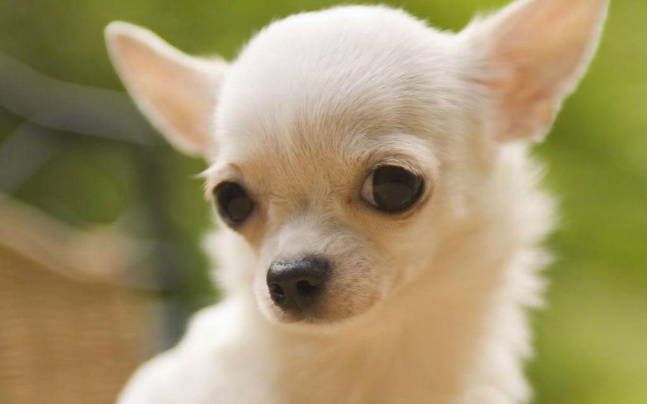 Teddybear64 image Chihuahua HD wallpapers and backgrounds photos