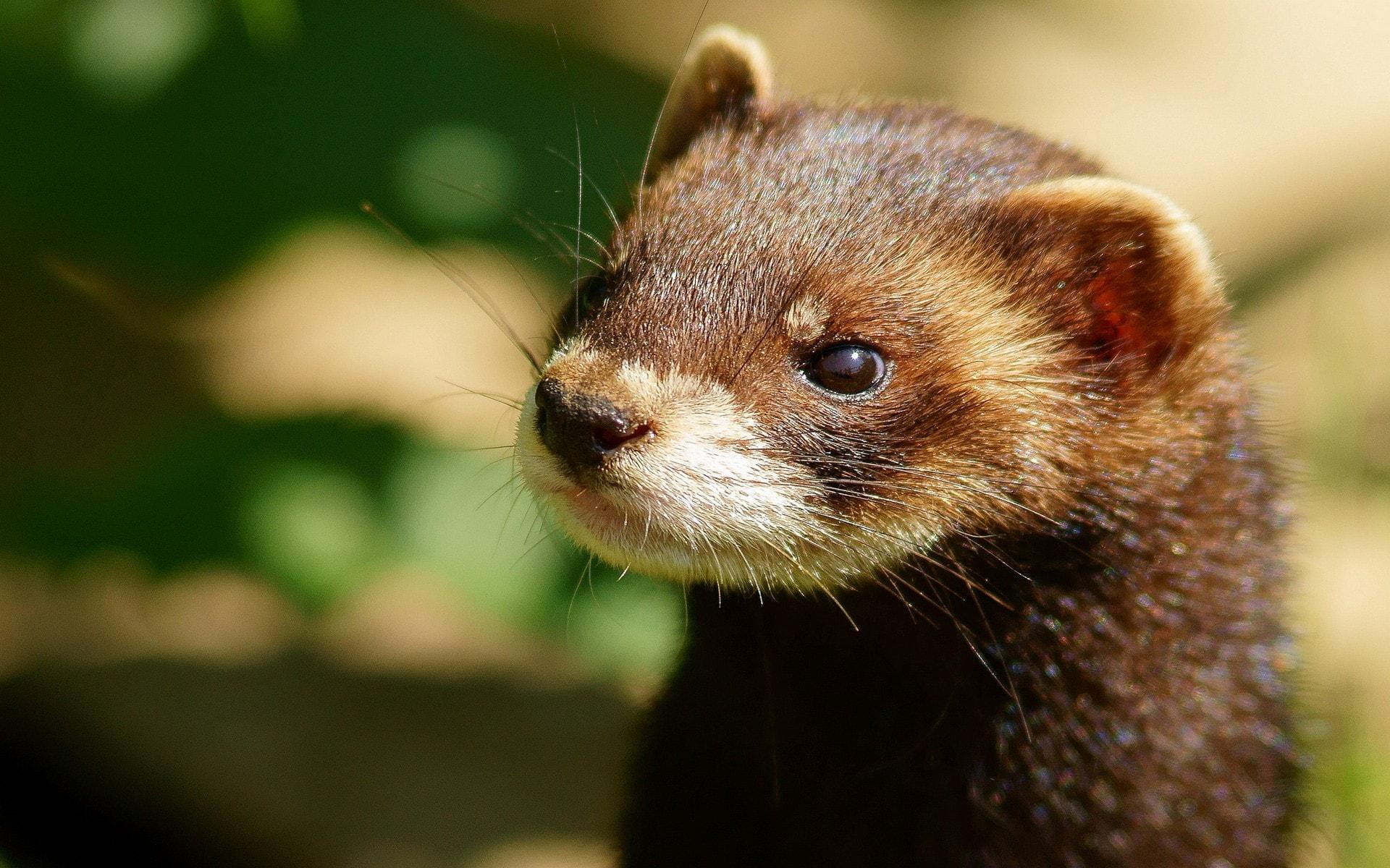 Best 72+ Weasel Wallpapers on HipWallpapers