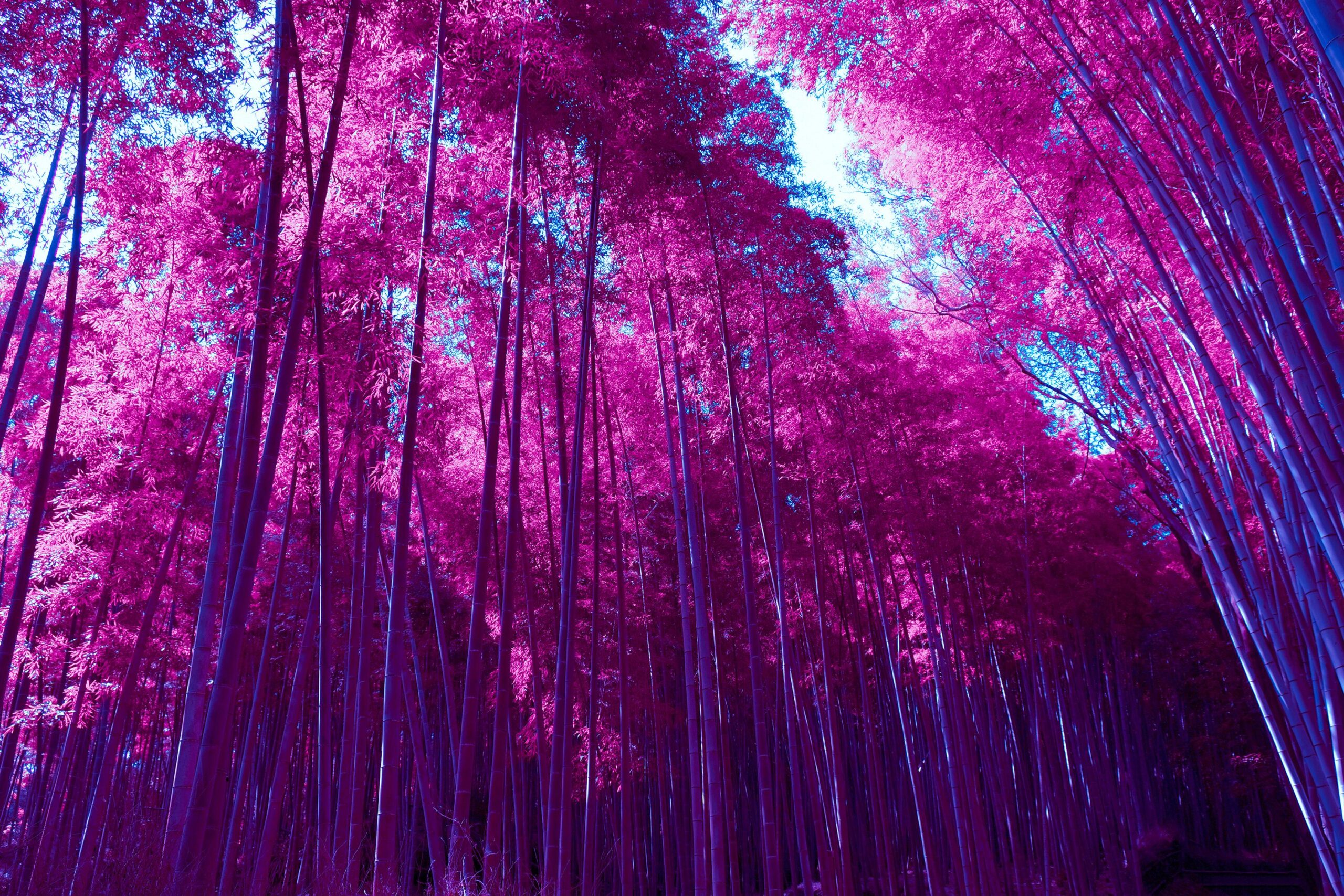 Wallpapers Arashiyama Bamboo Grove, Forest, Infrared, Pink, HD