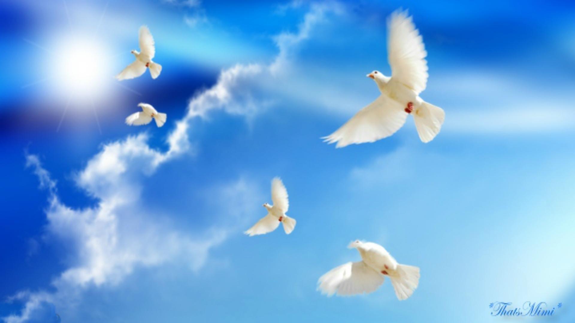 Peace Dove Wallpapers 15