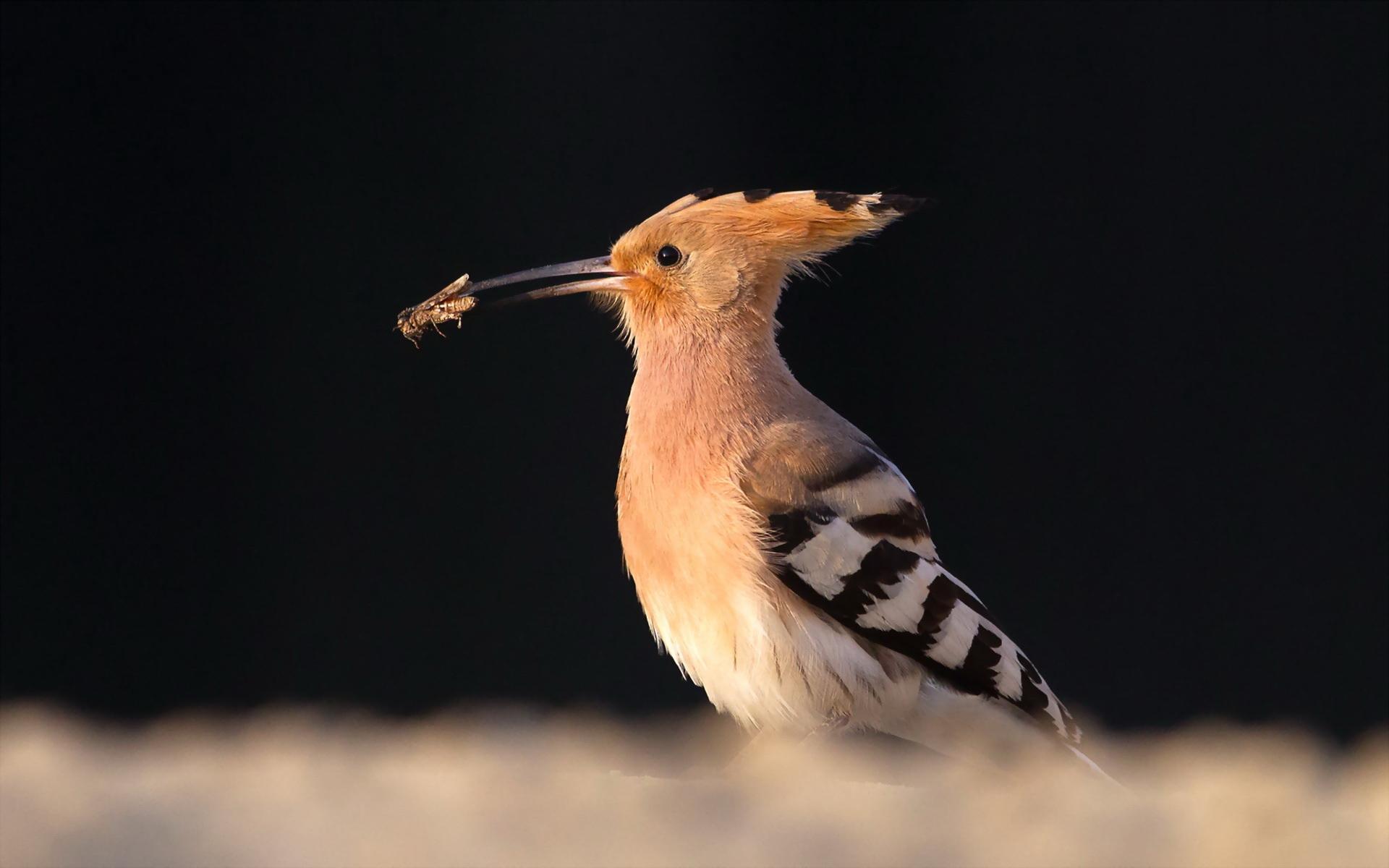 Hoopoe HD Wallpapers