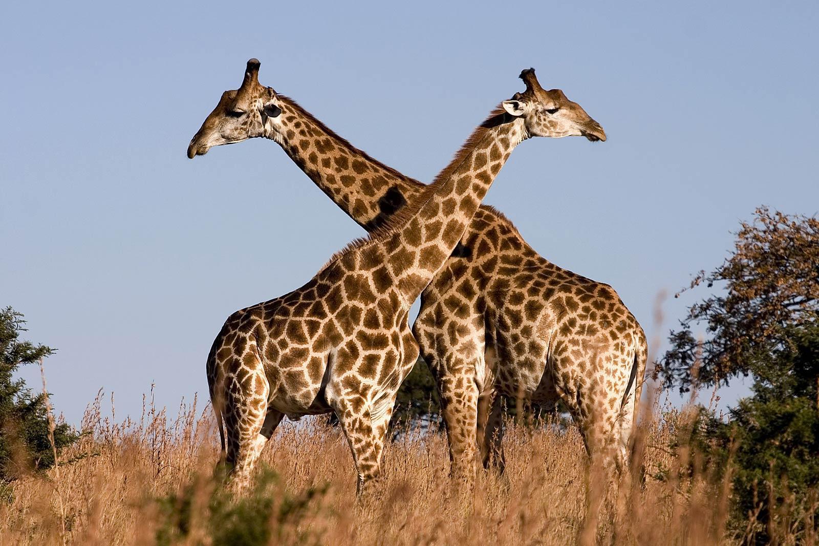 Giraffe Wallpapers Animals Wallpapers 16803 Full HD Wallpapers