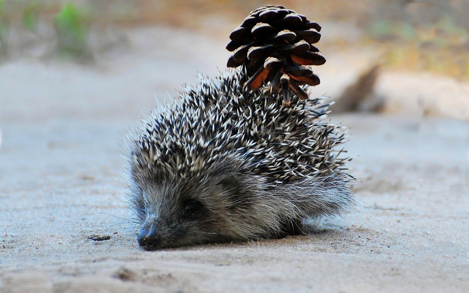 widescreen backgrounds hedgehog