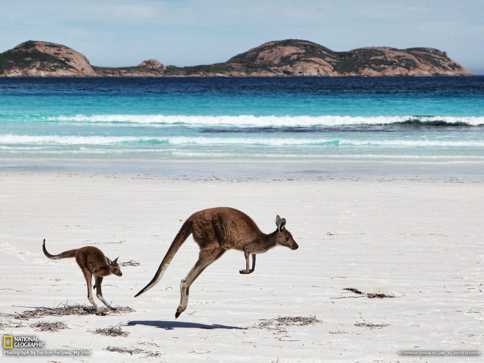 Kangaroo Picture