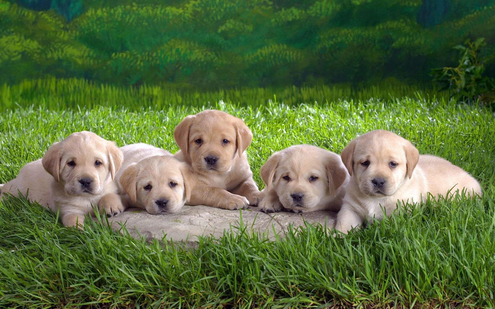 Most Downloaded Labrador Wallpapers