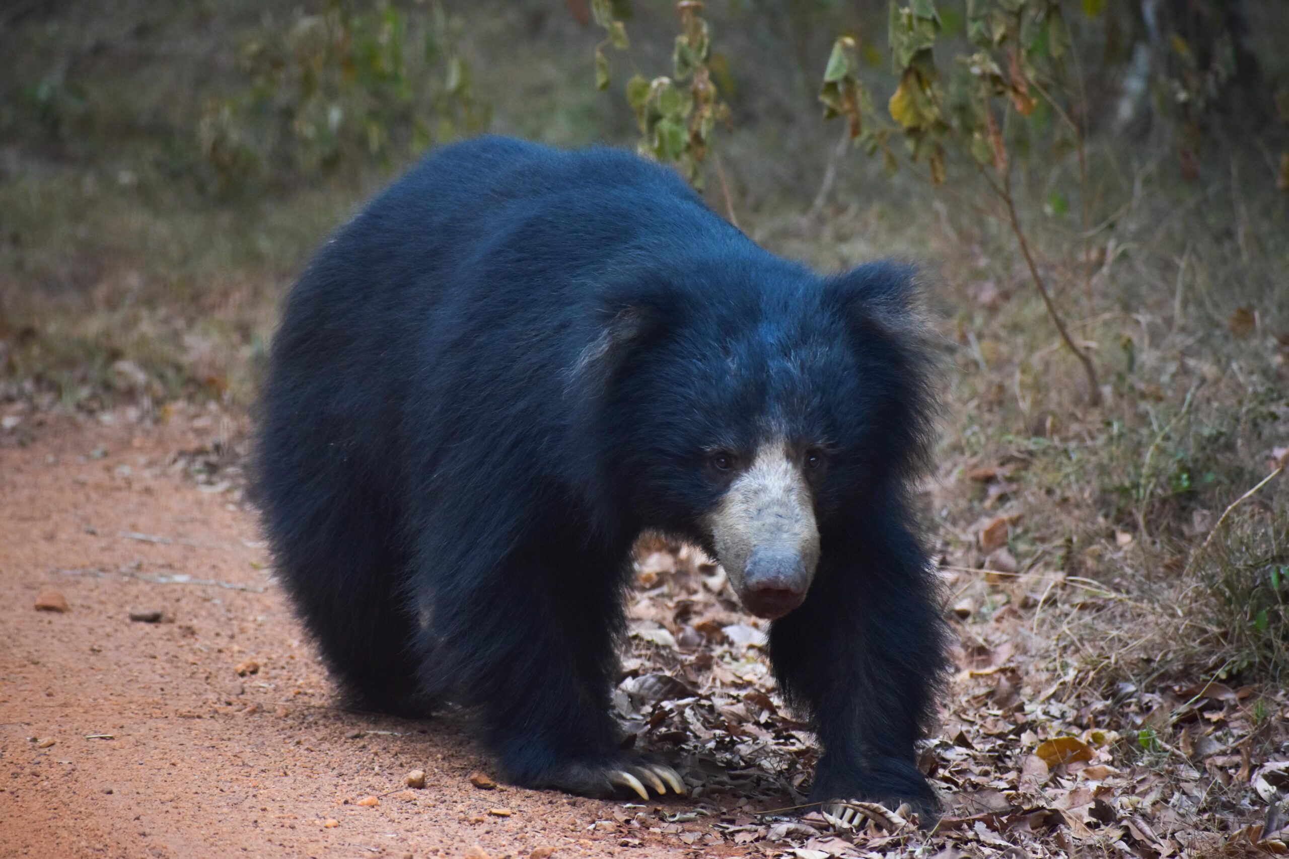 Free stock photo of Sloth Bear