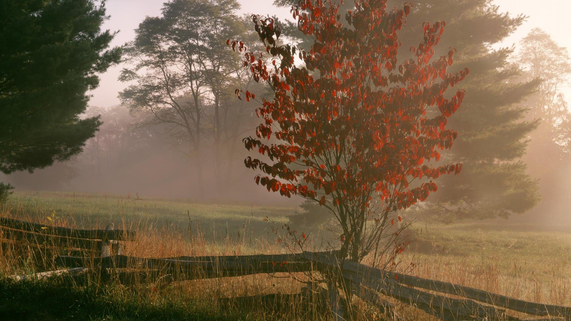 virginia state flower wallpapers