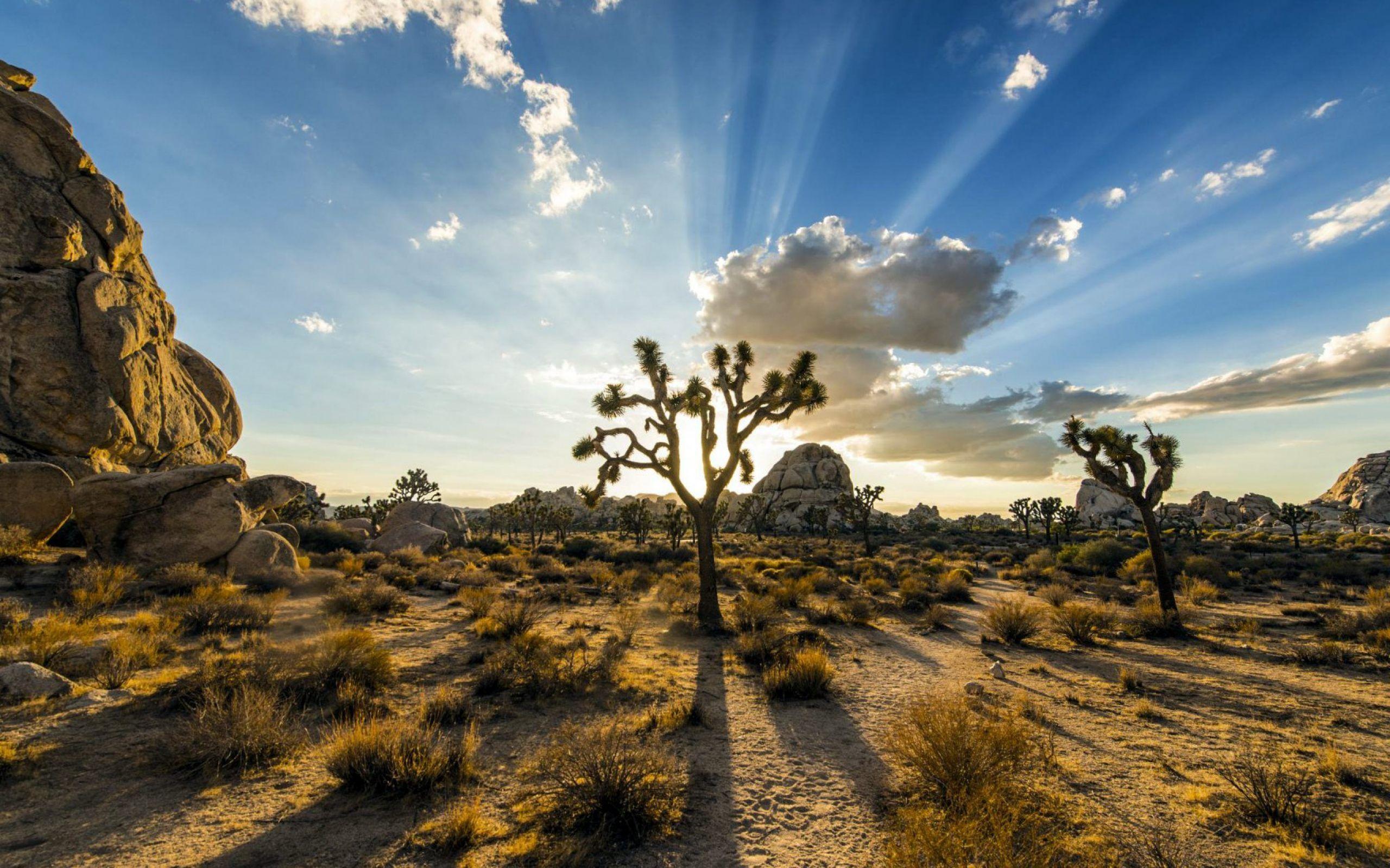 Desktop The Joshua Tree National Park Photography On Hd Photos For