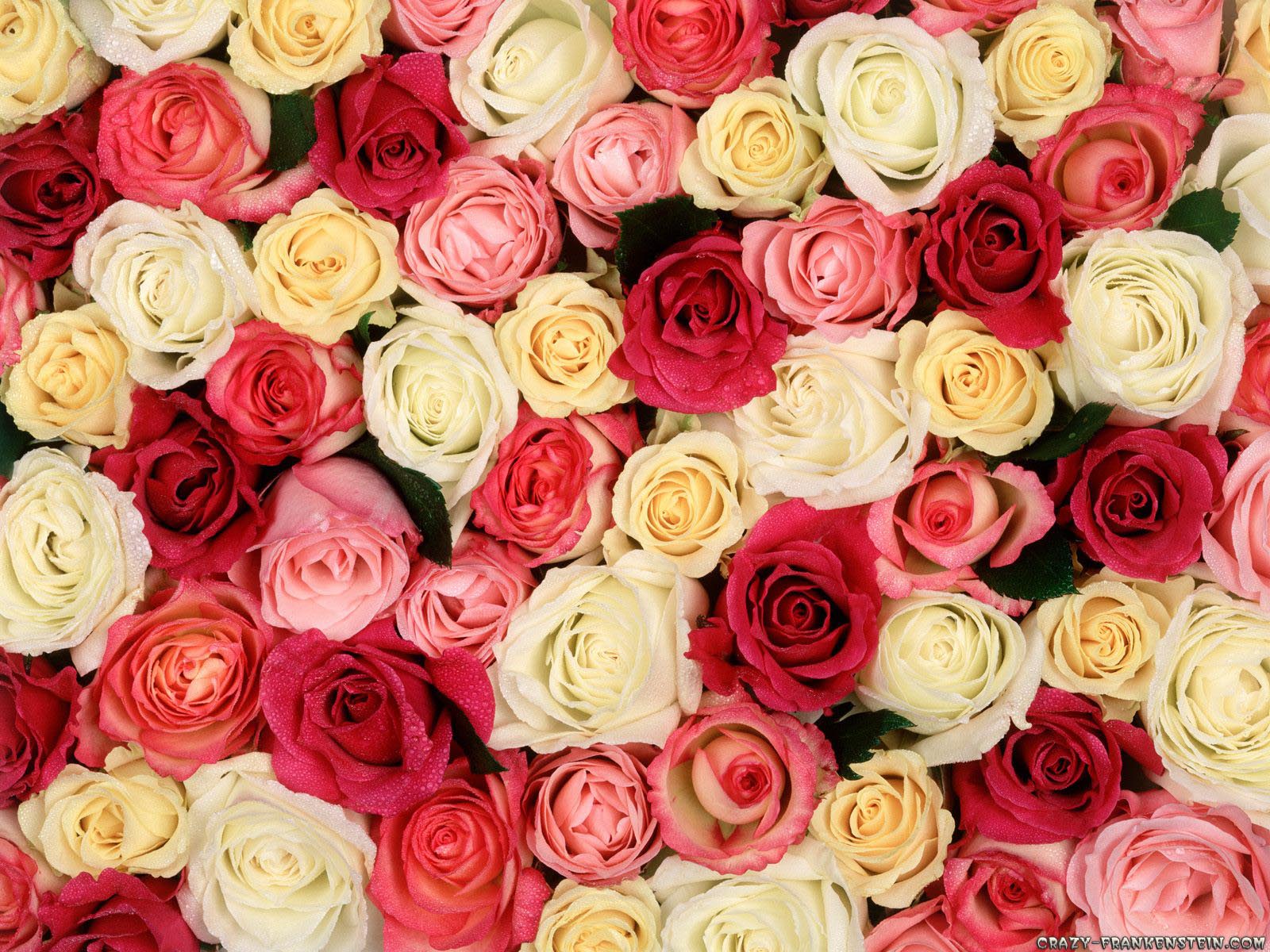 Roses Wallpapers