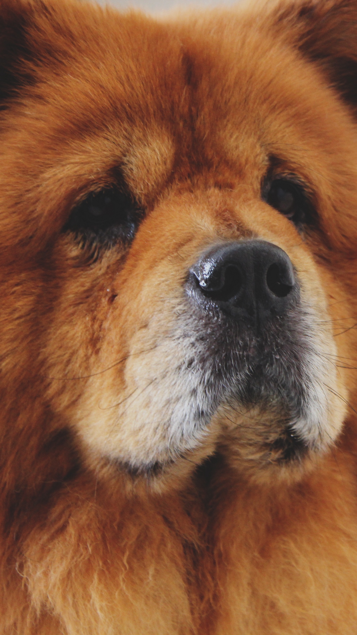 Download wallpapers chow chow, dog, muzzle iphone 8+/7+/6s+