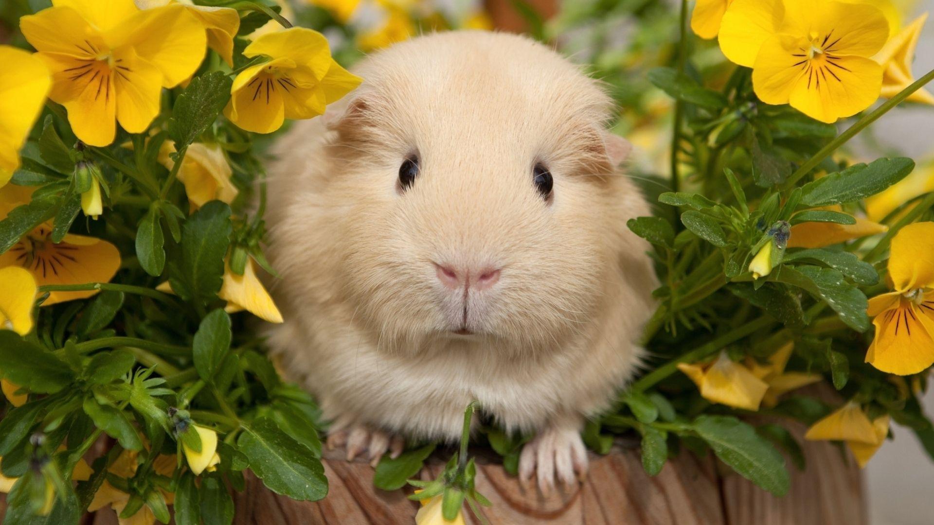 Full HD 1080p Guinea pigs Wallpapers HD, Desktop Backgrounds