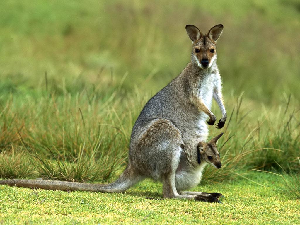 Kangaroo wallpapers