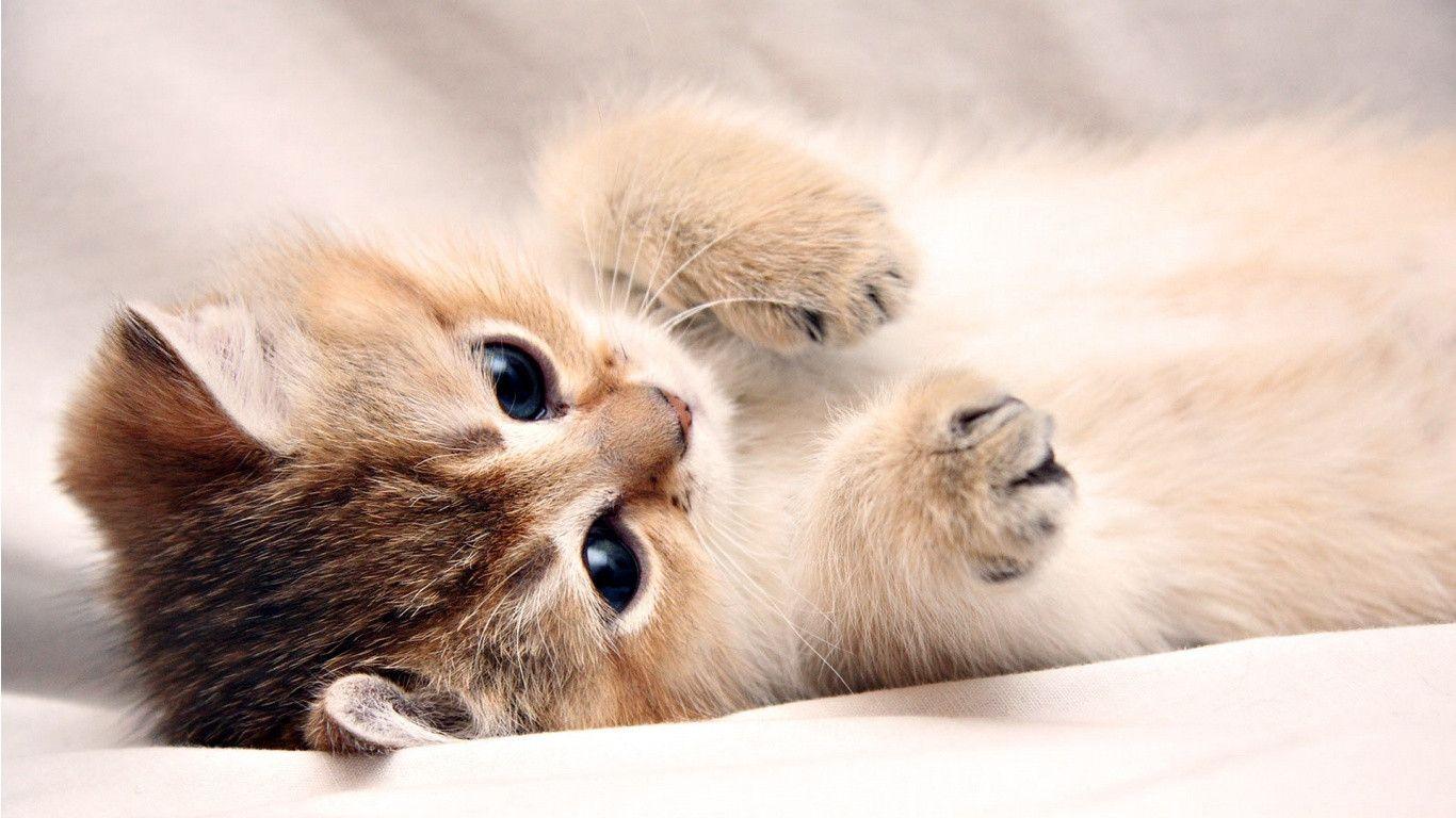 Wallpapers For > Kitten White Backgrounds Wallpapers