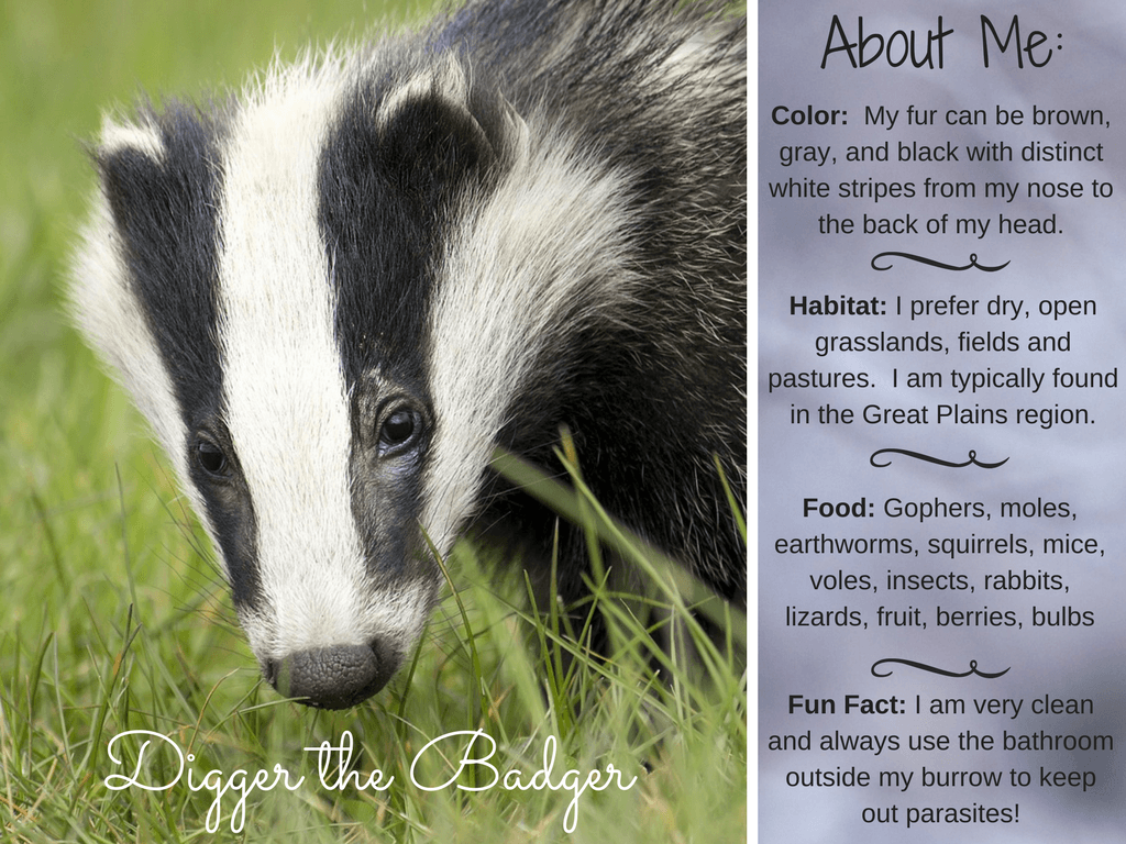 Digger the Badger