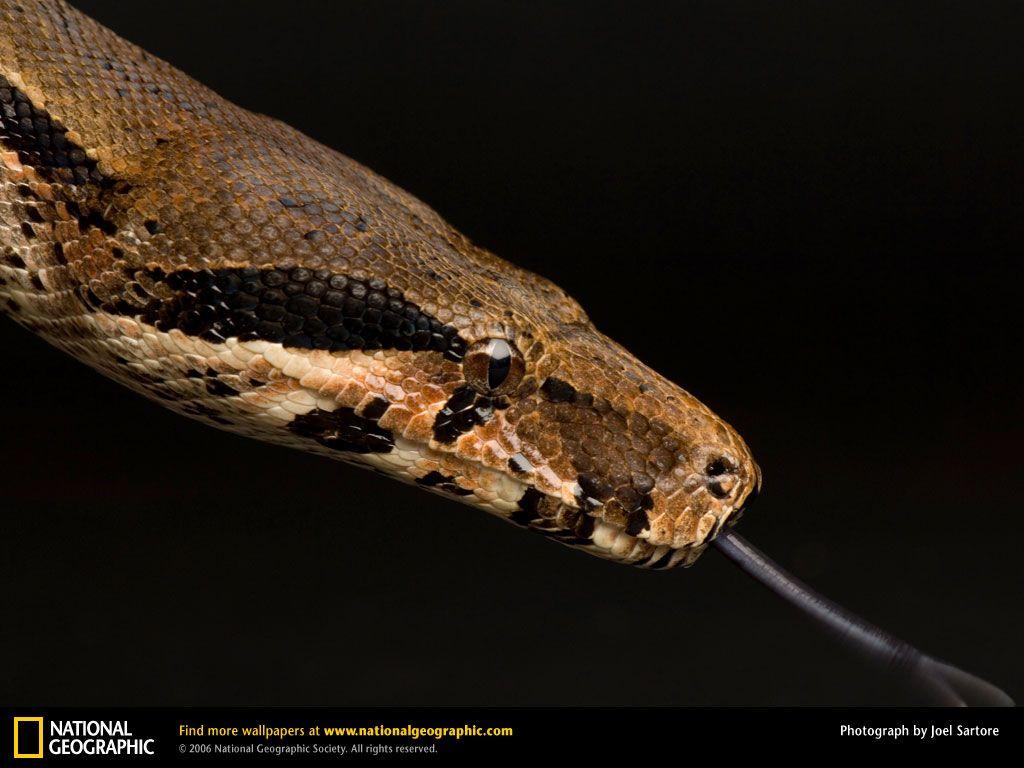 1080p Boa Snake Wallpapers, 41 1080p Boa Snake HD Wallpapers