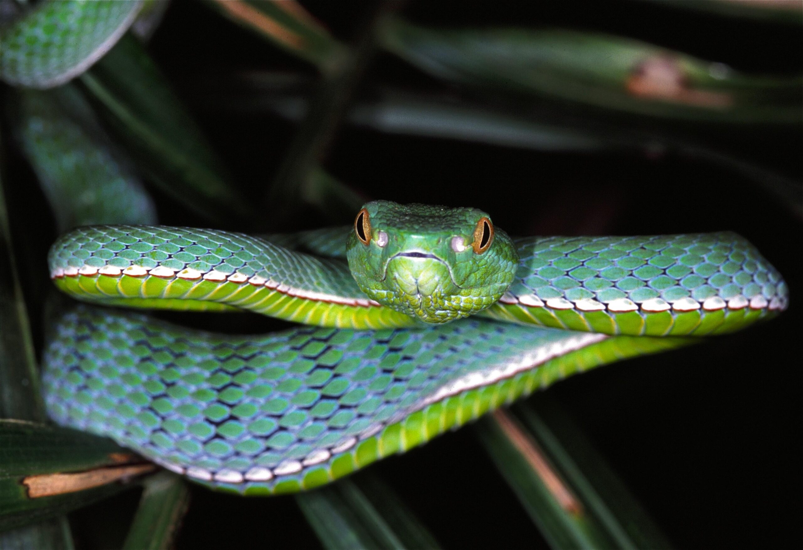 File:Vogel’s Pit Viper