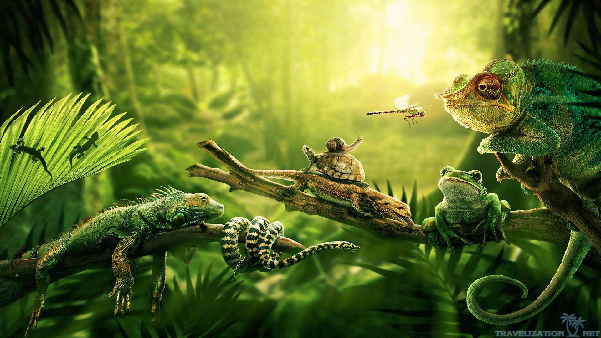 Amazon Rainforest Wallpapers Full HD